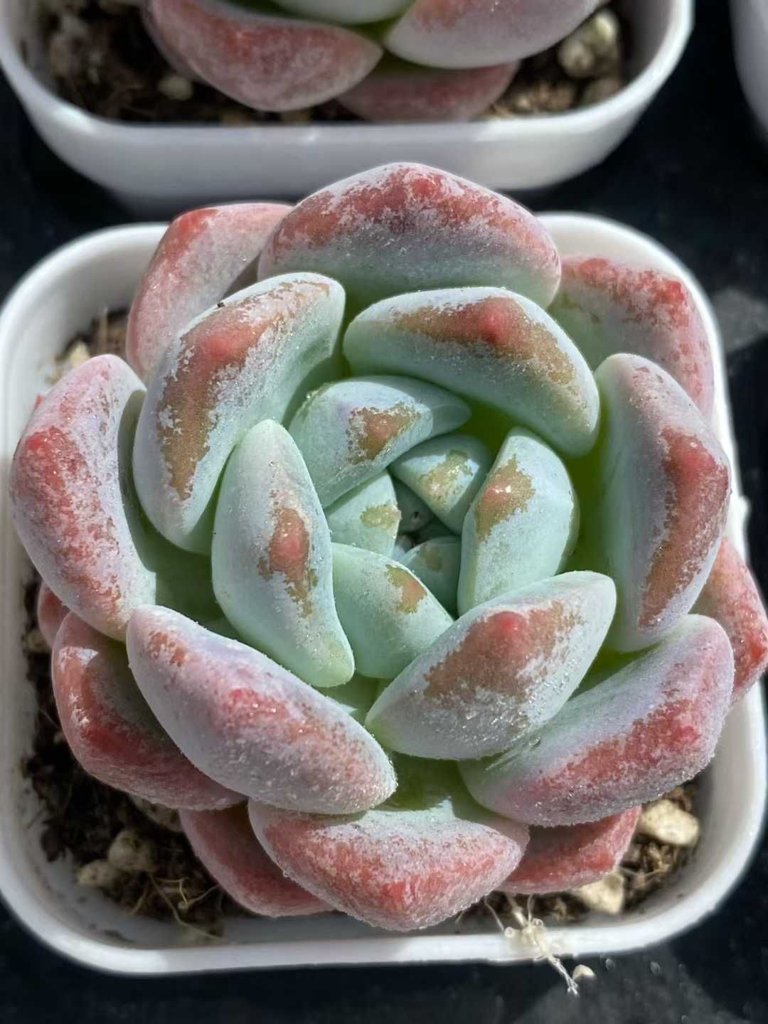 50株×ゲンム 多肉植物 エケベリア セダム アエオニウム グラプトペタルム 韓国苗 寄せ植え MY771