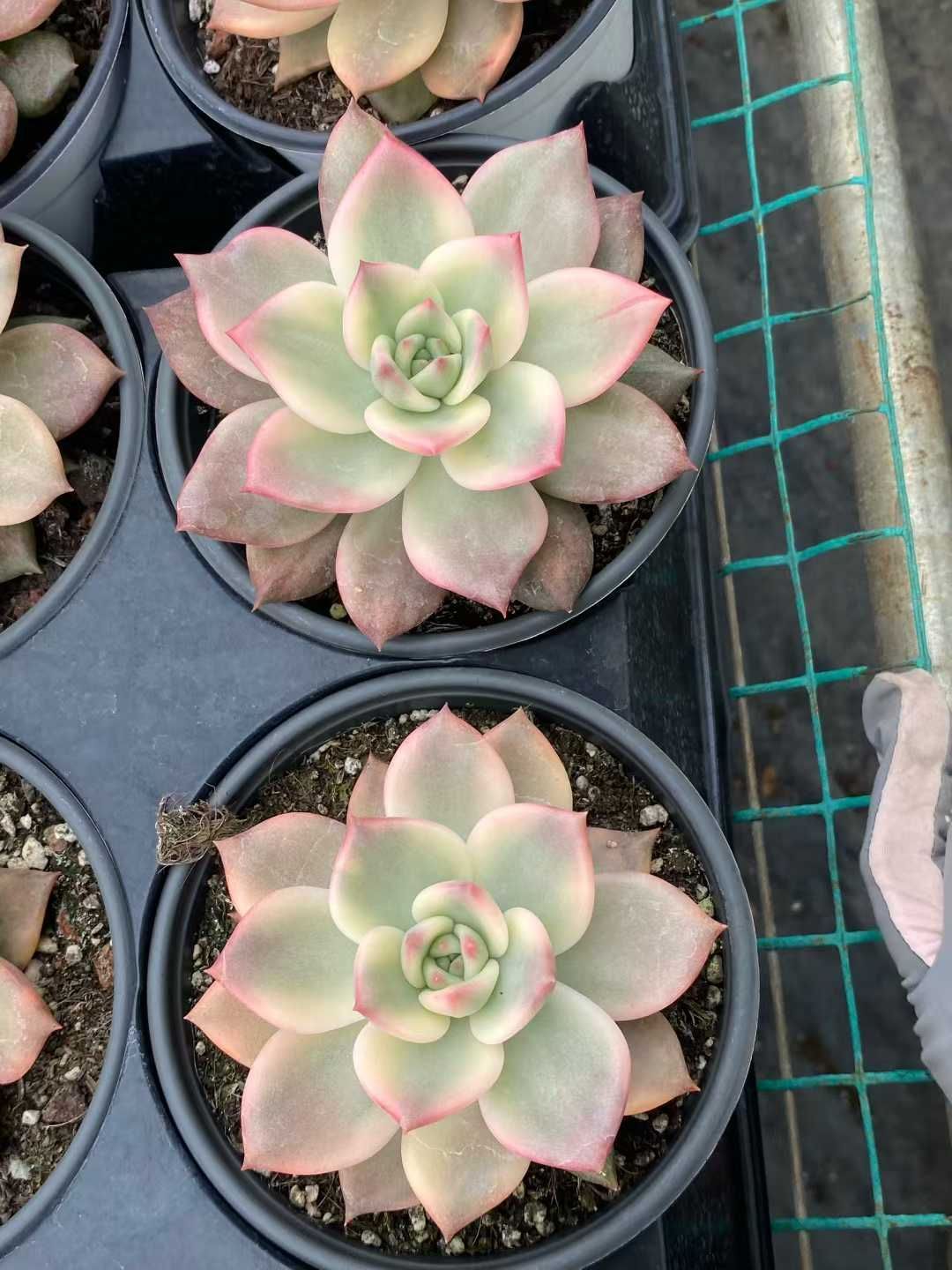 小売 12株×カメラニシキ 多肉植物 エケベリア セダム アエオニウム