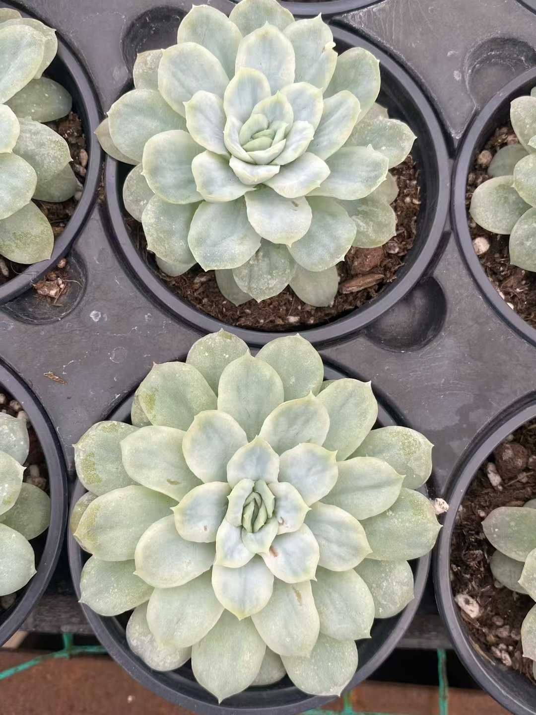 18株 ハデス 多肉植物 エケベリア セダム アエオニウム グラプトペタルム 韓国苗 寄せ植え MY 764