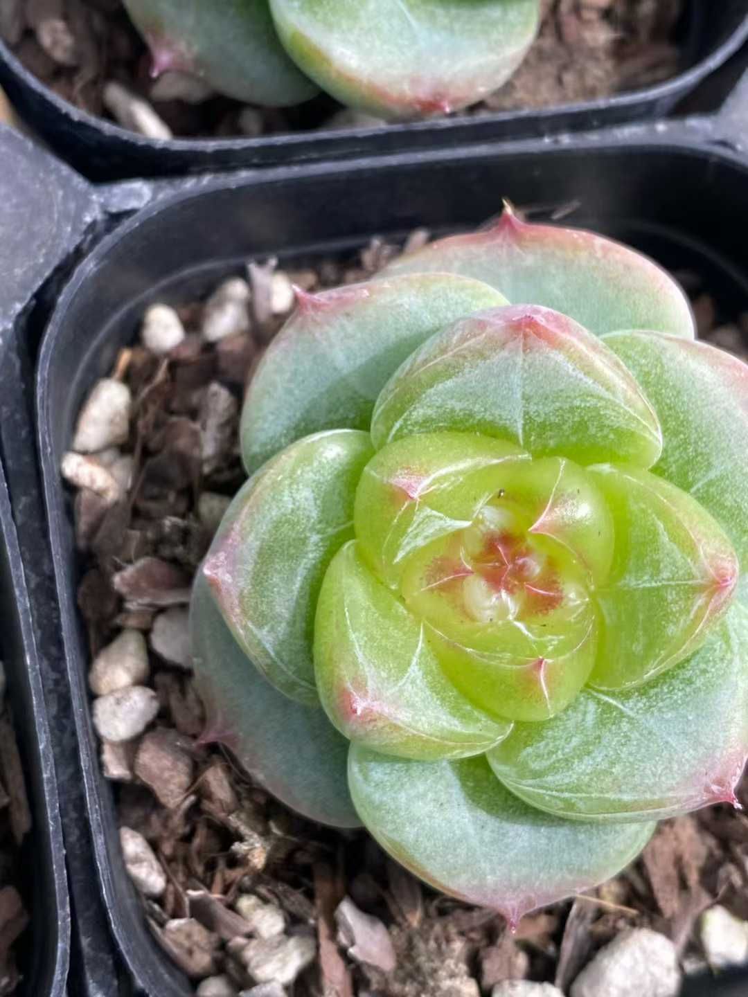 24株×グリーンボダイ 多肉植物 エケベリア セダム アエオニウム グラプトペタルム 韓国苗 寄せ植え MY 773