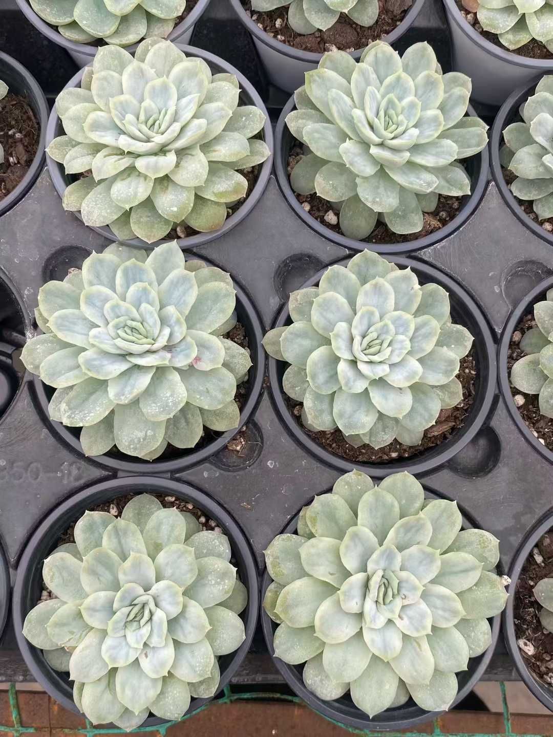 18株×ハデス 多肉植物 エケベリア セダム アエオニウム グラプトペタルム 韓国苗 寄せ植え MY 764