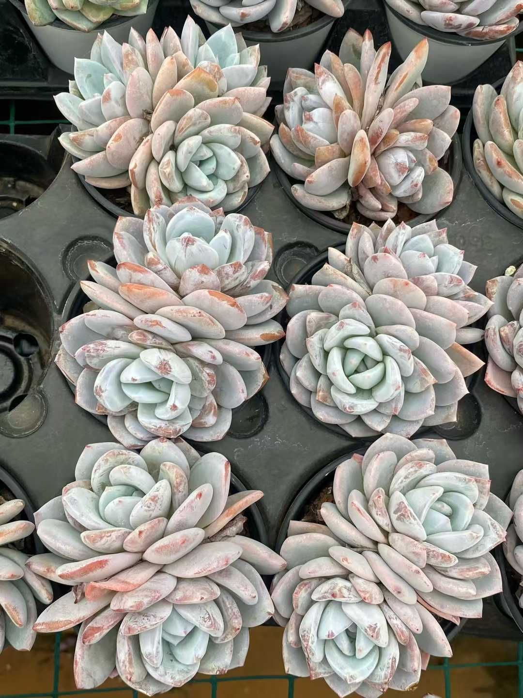 18株×トウシンユキテンシ 多肉植物 エケベリア セダム アエオニウム グラプトペタルム 韓国苗 寄せ植え MY 767