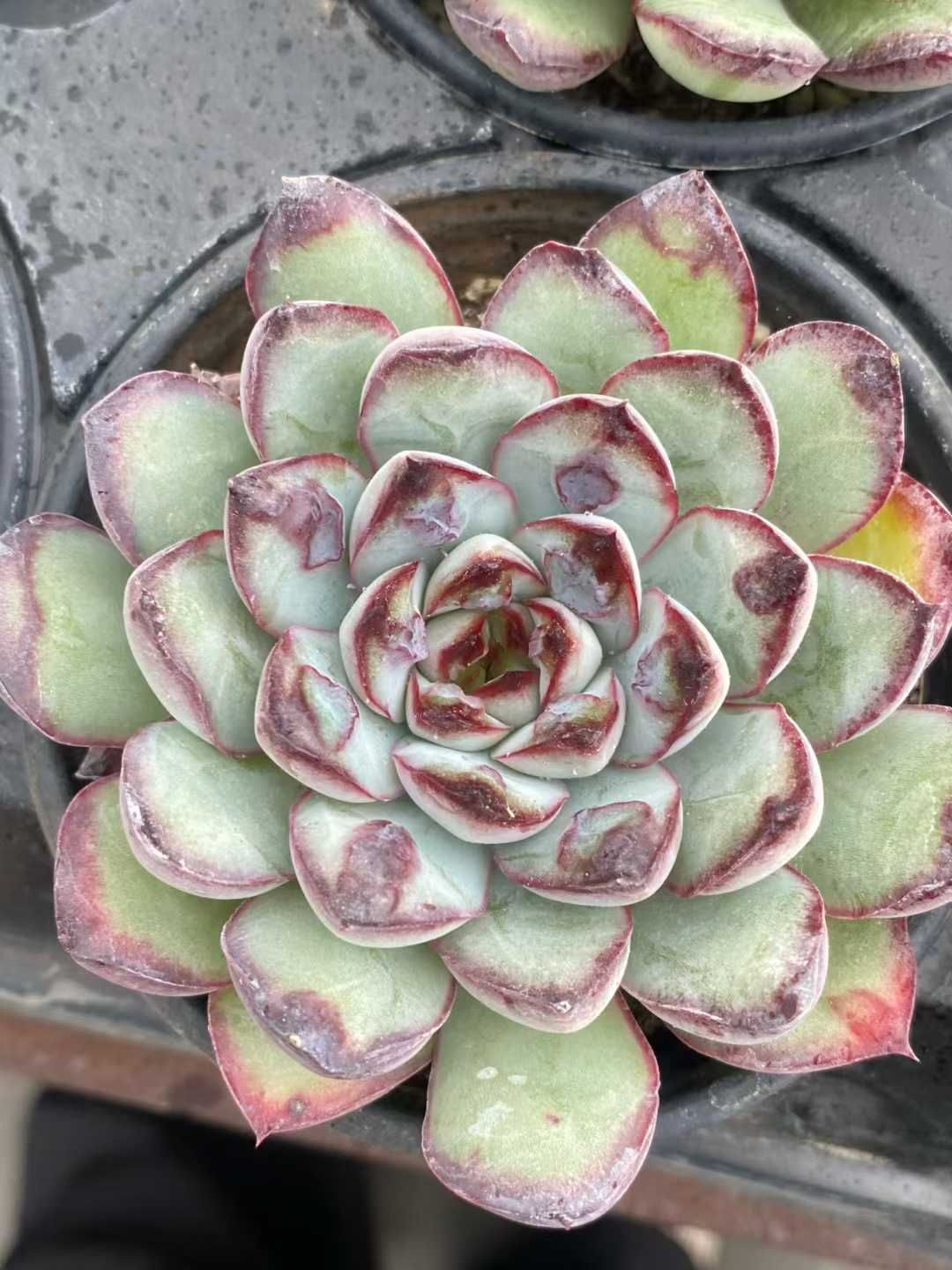 24株×レイジュ 多肉植物 エケベリア セダム アエオニウム グラプトペタルム 韓国苗 寄せ植え MY 768