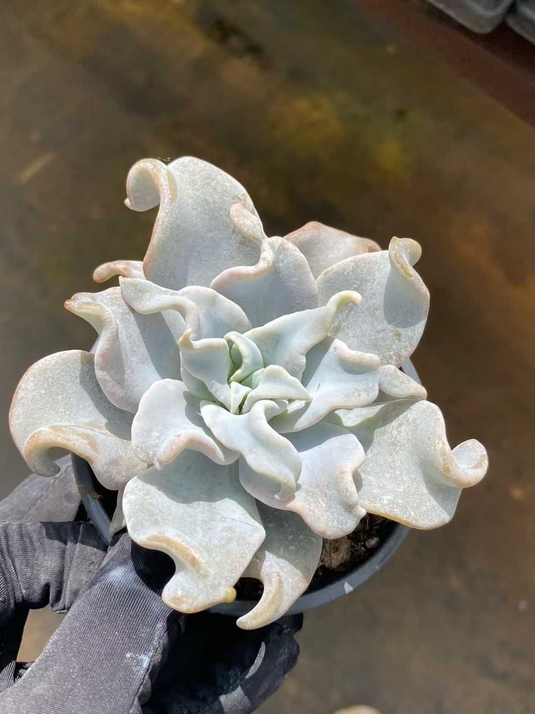 6株×クイーンクラウン 多肉植物 エケベリア セダム アエオニウム グラプトペタルム 韓国苗 寄せ植え MY 782