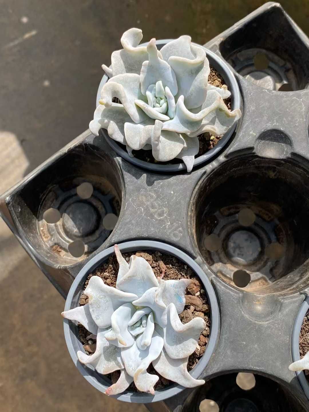 6株×クイーンクラウン 多肉植物 エケベリア セダム アエオニウム グラプトペタルム 韓国苗 寄せ植え MY 782