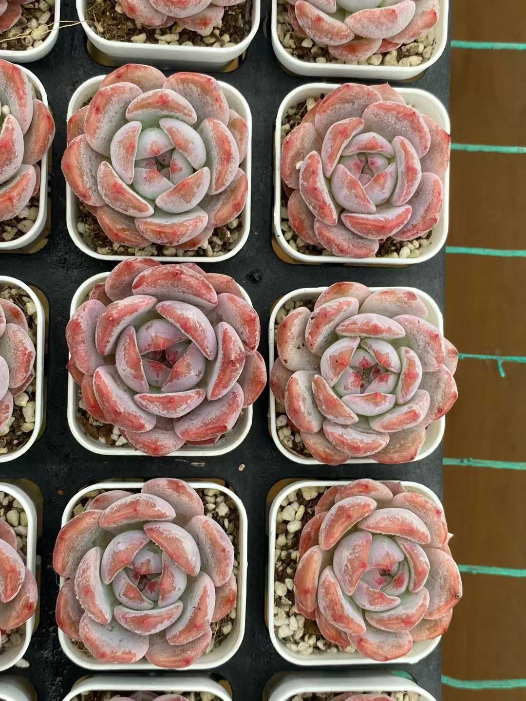 50株×マリリン 多肉植物 エケベリア セダム アエオニウム グラプトペタルム 韓国苗 寄せ植え MY 769