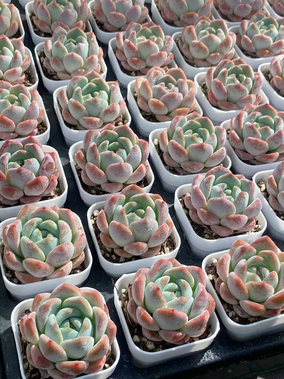 50株×ゲンム 多肉植物 エケベリア セダム アエオニウム グラプトペタルム 韓国苗 寄せ植え MY 771