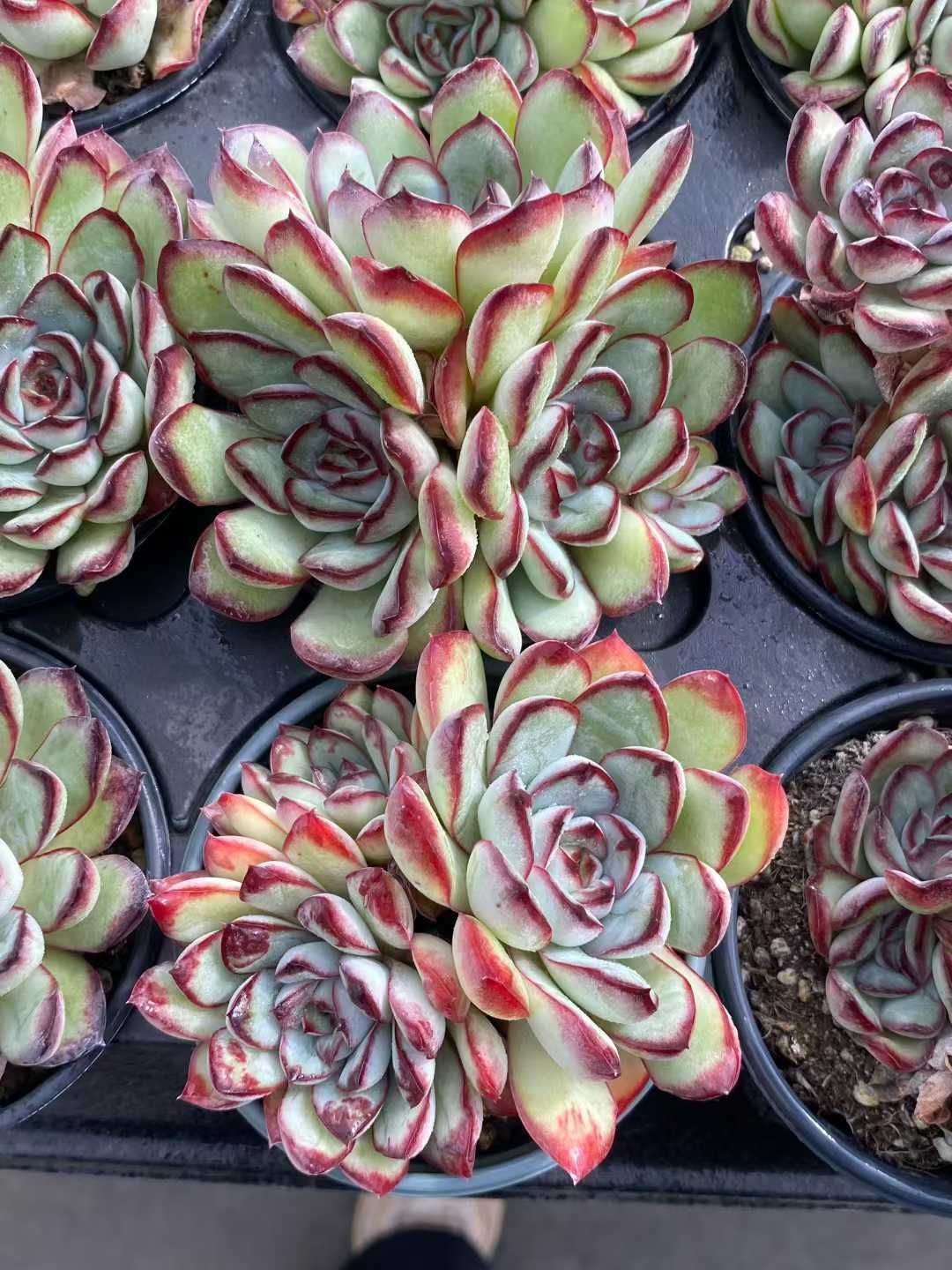 18株×レイジュグン 多肉植物 エケベリア セダム アエオニウム グラプトペタルム 韓国苗 寄せ植え MY 772