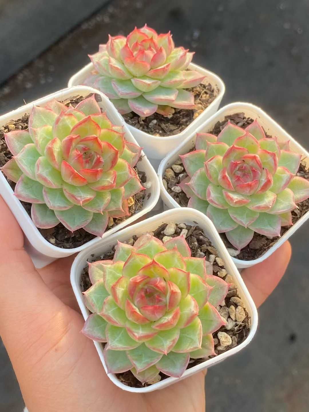 50株×サイドラインクイーン 多肉植物 エケベリア セダム アエオニウム グラプトペタルム 韓国苗 寄せ植え MY 787