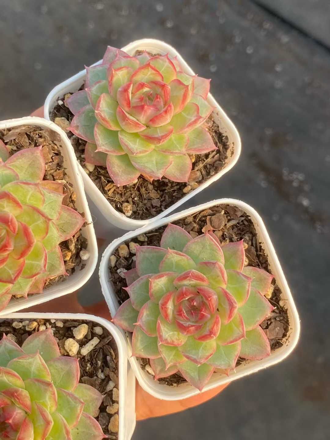 50株×サイドラインクイーン 多肉植物 エケベリア セダム アエオニウム グラプトペタルム 韓国苗 寄せ植え MY 787