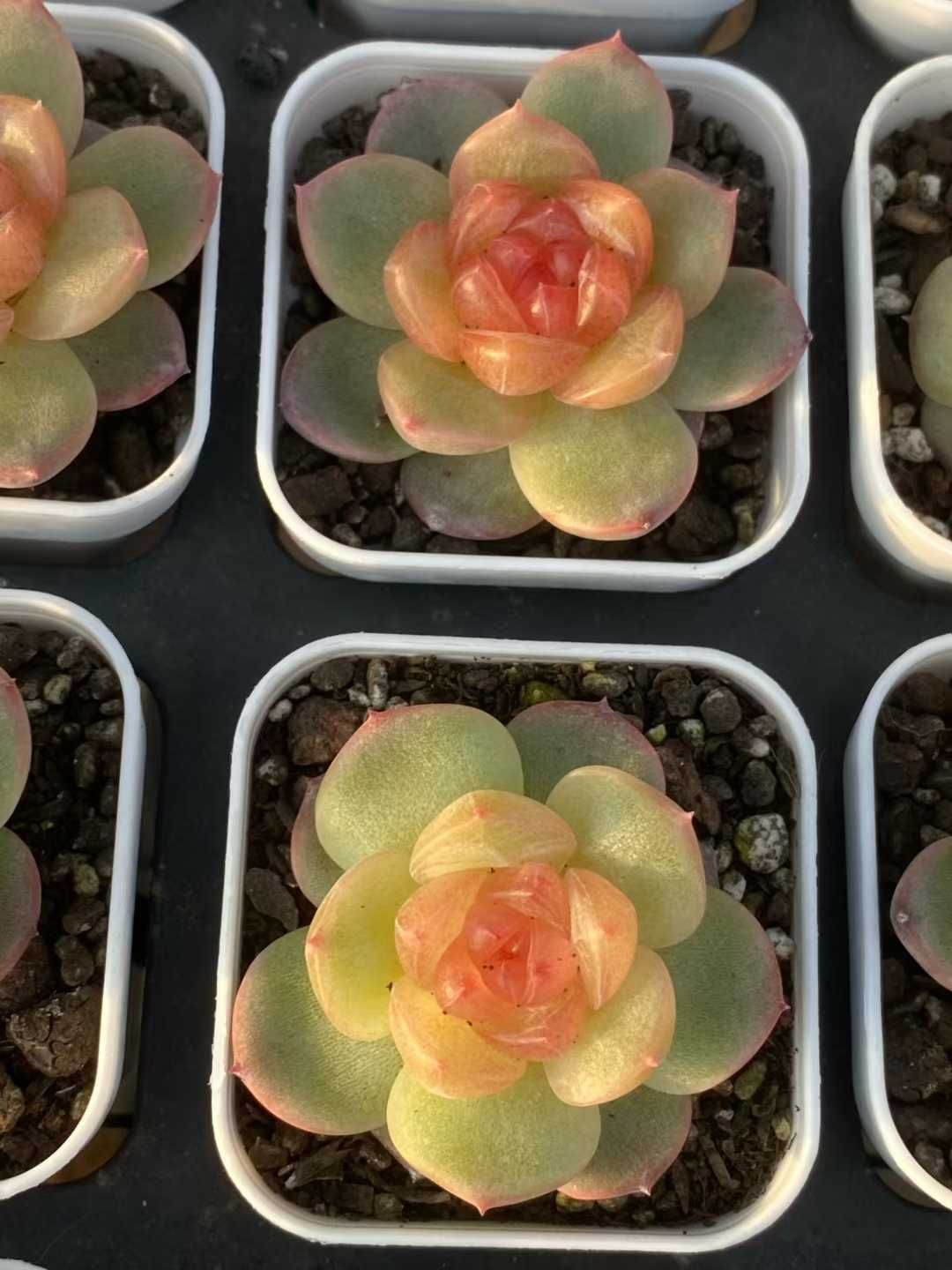 12株×ツイゲツ 多肉植物 エケベリア セダム アエオニウム グラプトペタルム 韓国苗 寄せ植え MY 788