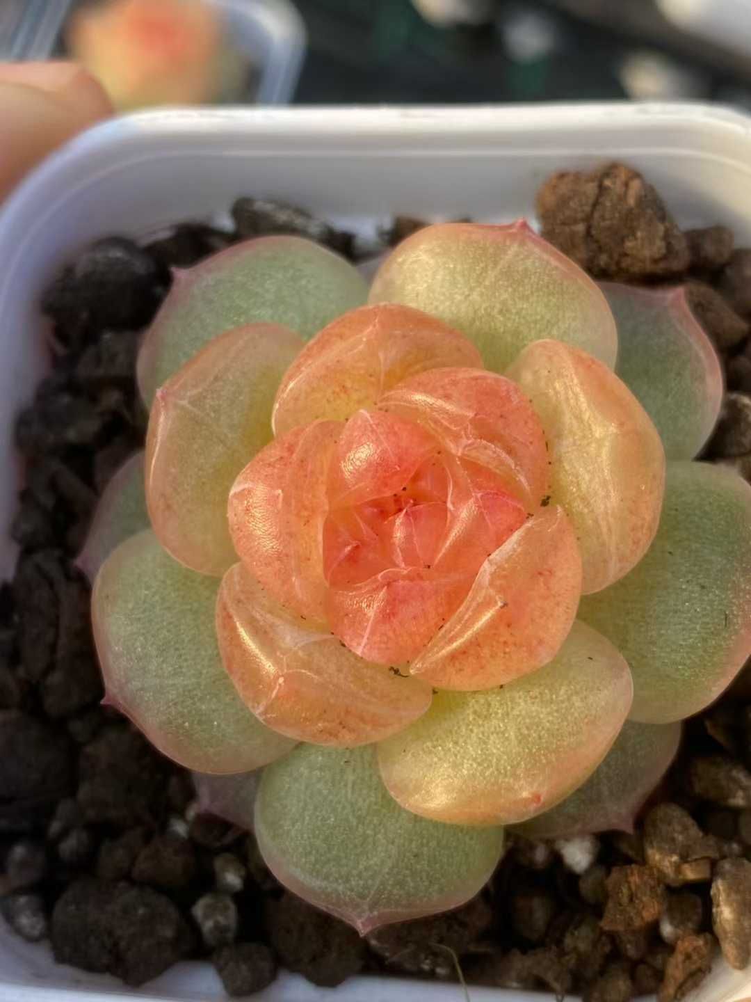 12株×ツイゲツ 多肉植物 エケベリア セダム アエオニウム グラプトペタルム 韓国苗 寄せ植え MY 788