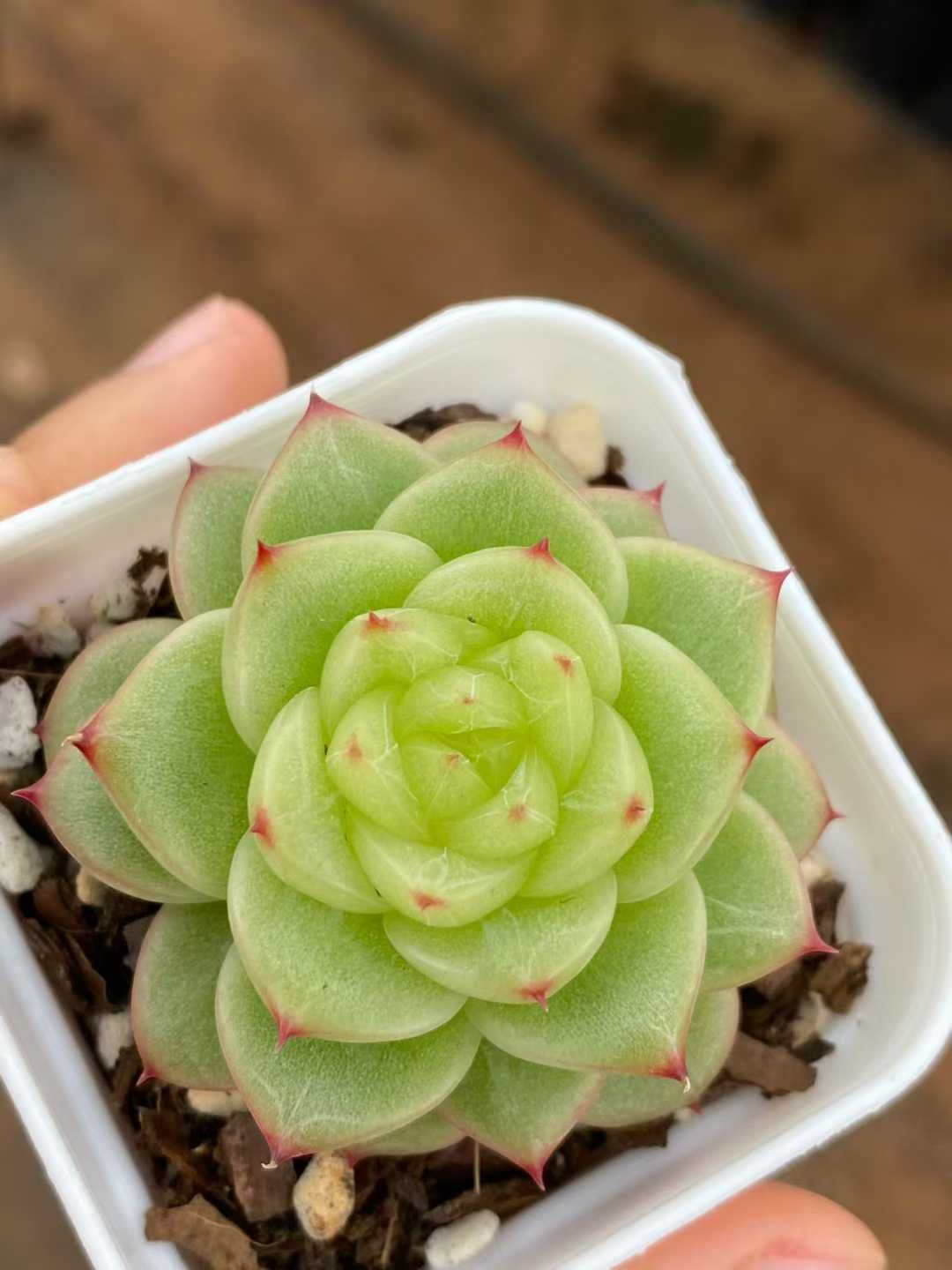 12株×カキツバタジェニー 多肉植物 エケベリア セダム アエオニウム グラプトペタルム 韓国苗 寄せ植え MY 793