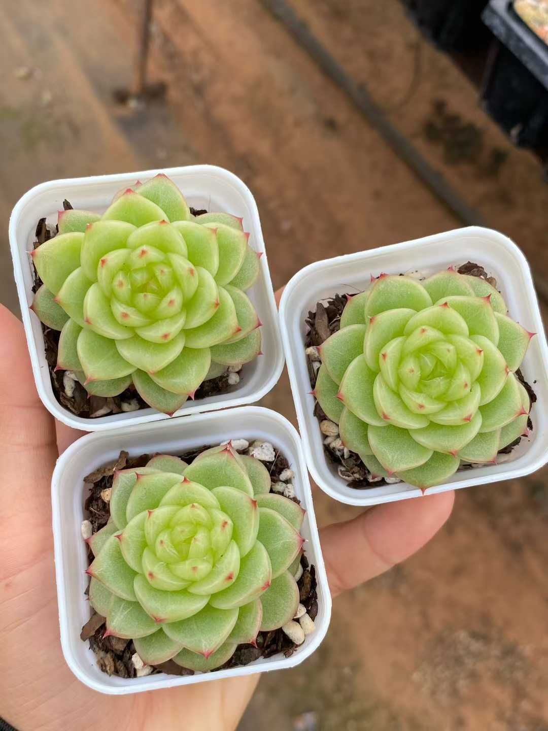 12株×カキツバタジェニー 多肉植物 エケベリア セダム アエオニウム グラプトペタルム 韓国苗 寄せ植え MY 793