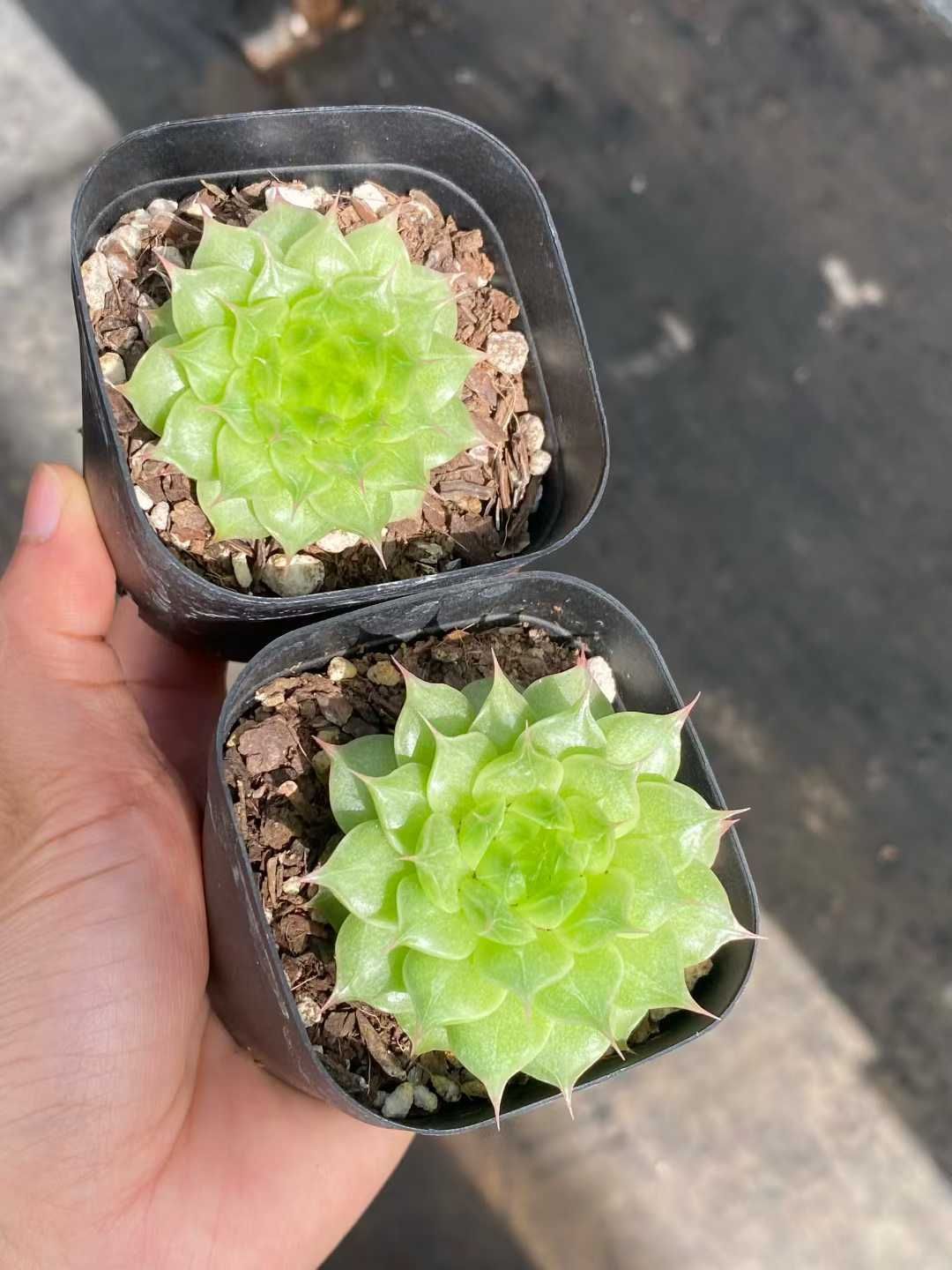 12株×ナゲマツゲ 多肉植物 エケベリア セダム アエオニウム グラプトペタルム 韓国苗 寄せ植え MY 794