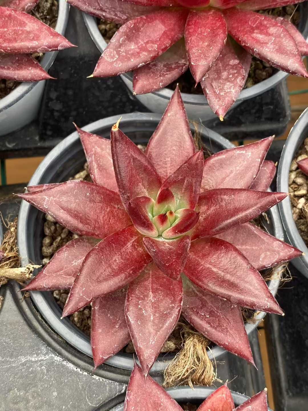 18株 レッドソウル 多肉植物 エケベリア セダム アエオニウム グラプトペタルム 韓国苗 寄せ植え MY 777