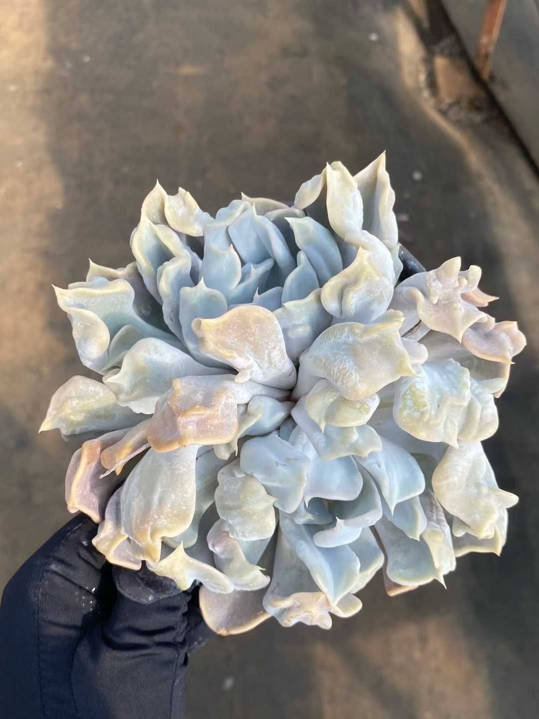 12株×スリラーパール 多肉植物 エケベリア セダム アエオニウム グラプトペタルム 韓国苗 寄せ植え MY 795