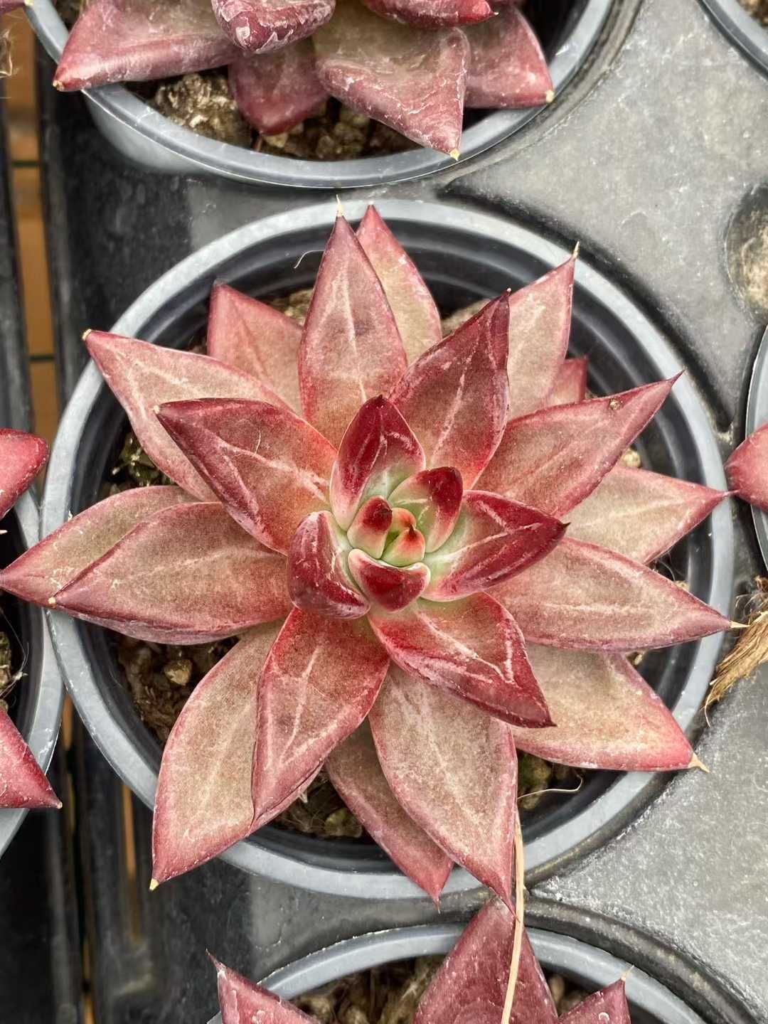 18株×レッドソウル 多肉植物 エケベリア セダム アエオニウム グラプトペタルム 韓国苗 寄せ植え MY 777