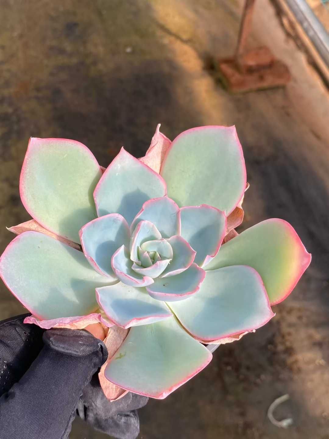 24株×ネオンライト 多肉植物 エケベリア セダム アエオニウム