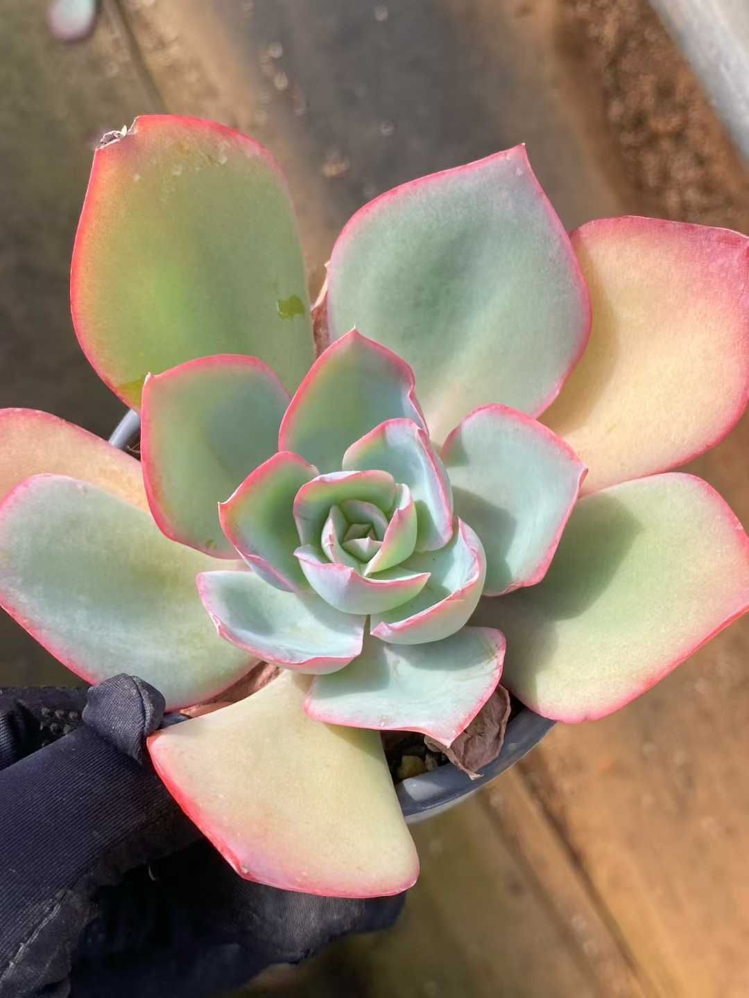 24株×ネオンライト 多肉植物 エケベリア セダム アエオニウム