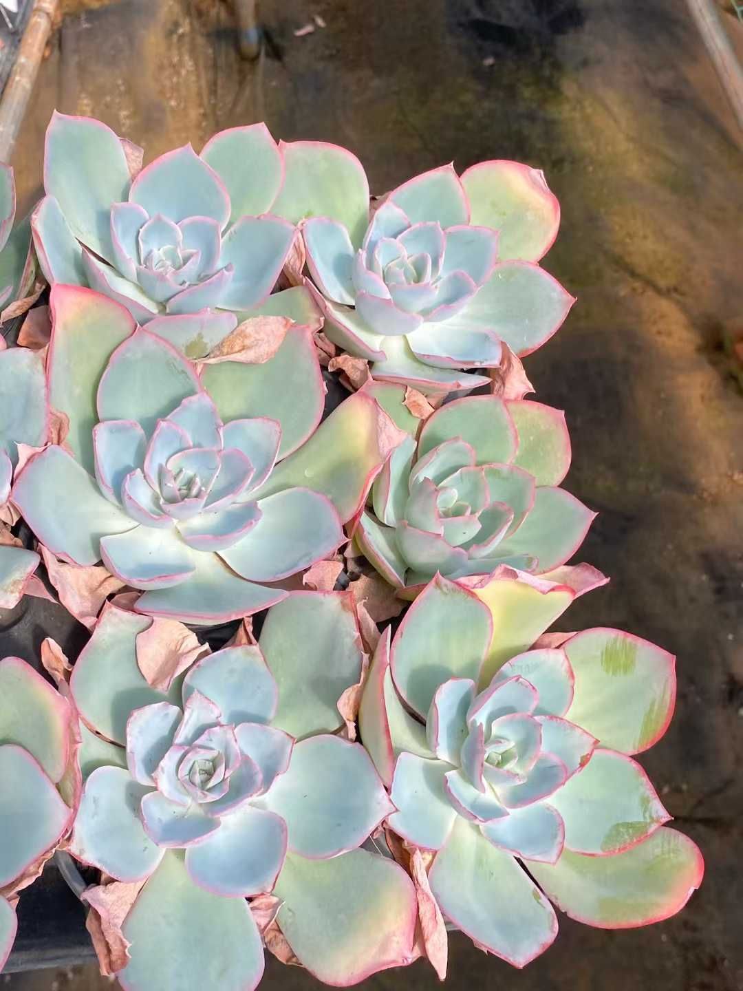 24株×ネオンライト 多肉植物 エケベリア セダム アエオニウム