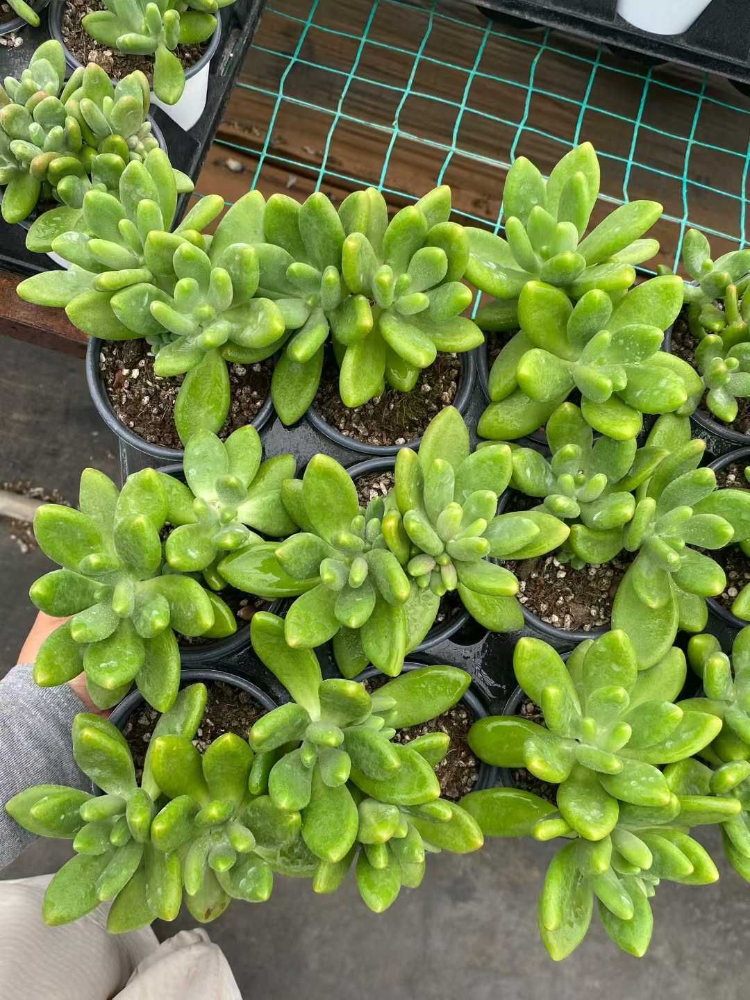 トップ 金のなる木 ゴーラム 抜き苗 金のなる木 ゴーラム 抜き苗 多肉