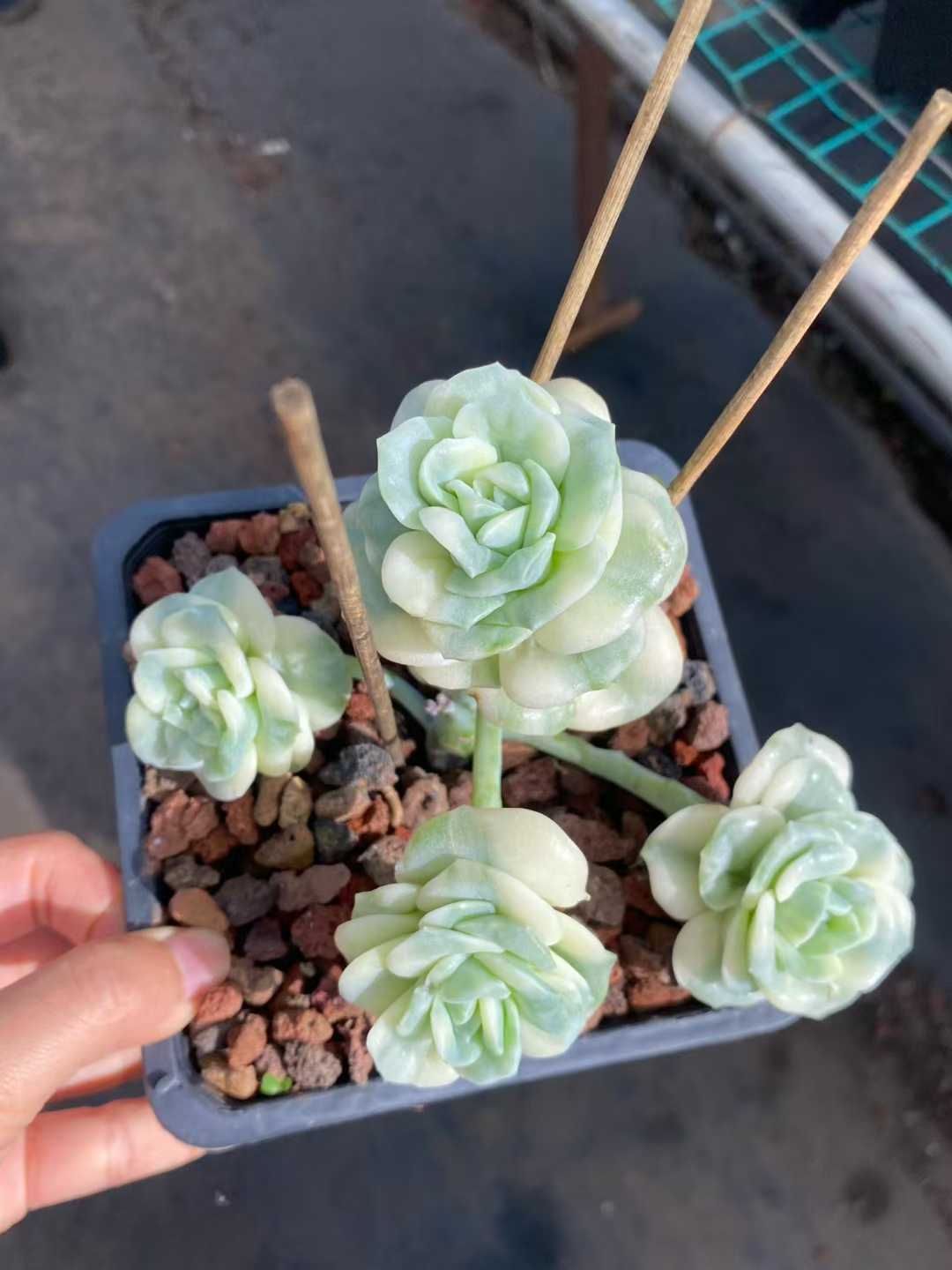 6株×ラブリーローズニシキ 多肉植物 エケベリア セダム アエオニウム グラプトペタルム 韓国苗 寄せ植え MY 801