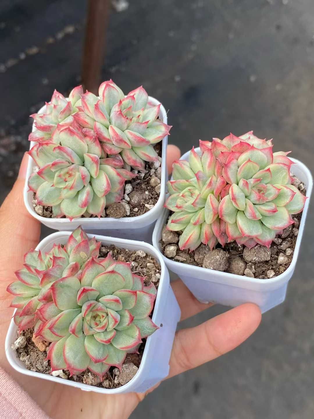 50株×マビナニシキ 多肉植物 エケベリア セダム アエオニウム グラプトペタルム 韓国苗 寄せ植え MY 800