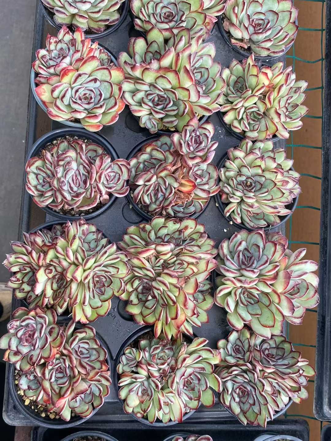 18株 レイジュグン 多肉植物 エケベリア セダム アエオニウム グラプトペタルム 韓国苗 寄せ植え MY 772