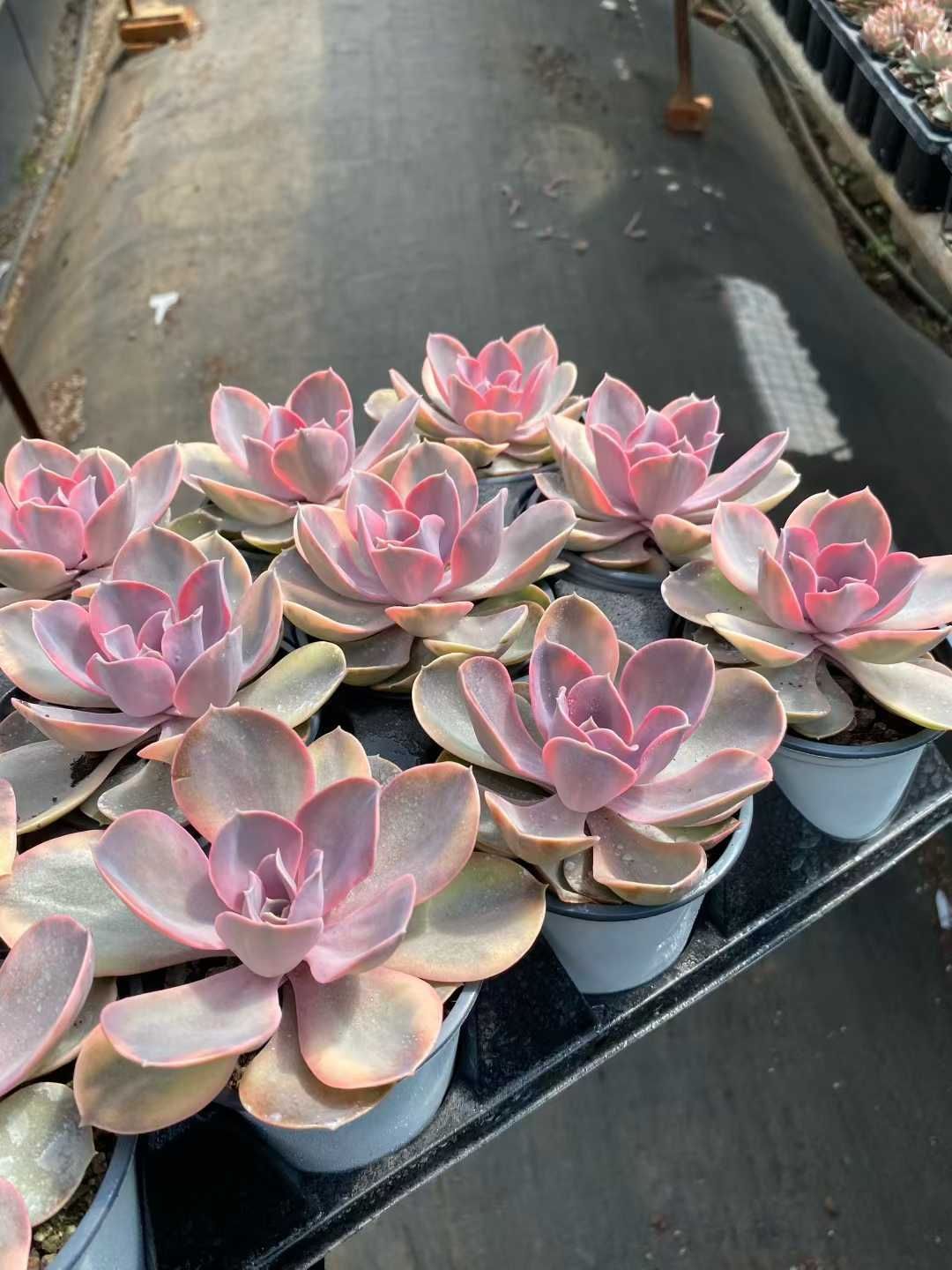 24株 レインボー 多肉植物 エケベリア セダム アエオニウム グラプトペタルム 韓国苗 寄せ植え MY 808