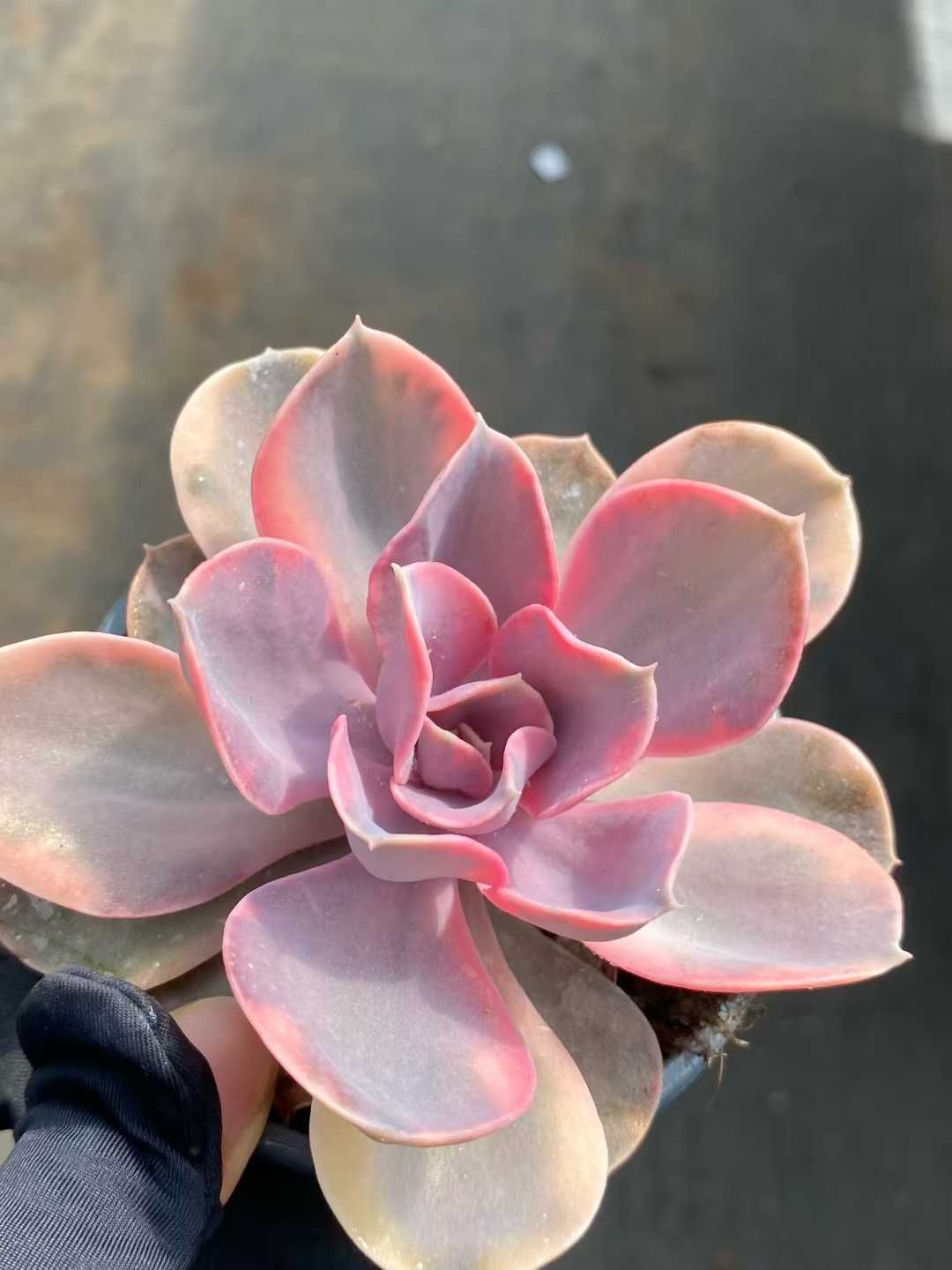 24株×レインボー 多肉植物 エケベリア セダム アエオニウム グラプトペタルム 韓国苗 寄せ植え MY 808