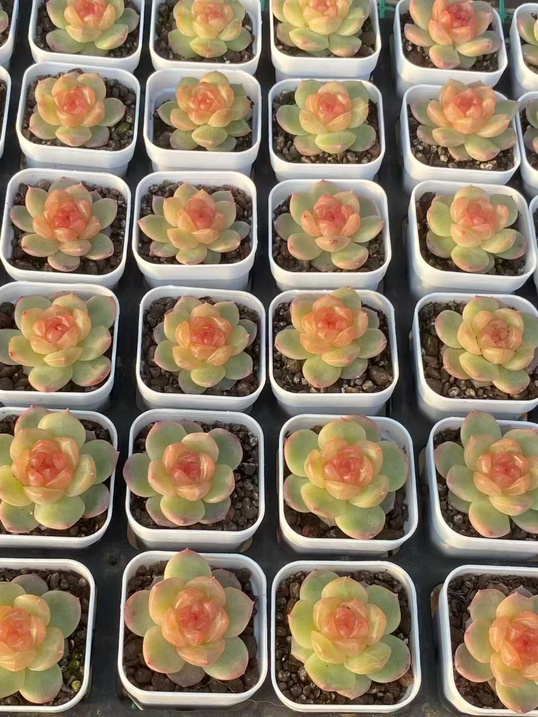 12株×ツイゲツ 多肉植物 エケベリア セダム アエオニウム グラプトペタルム 韓国苗 寄せ植え MY 788