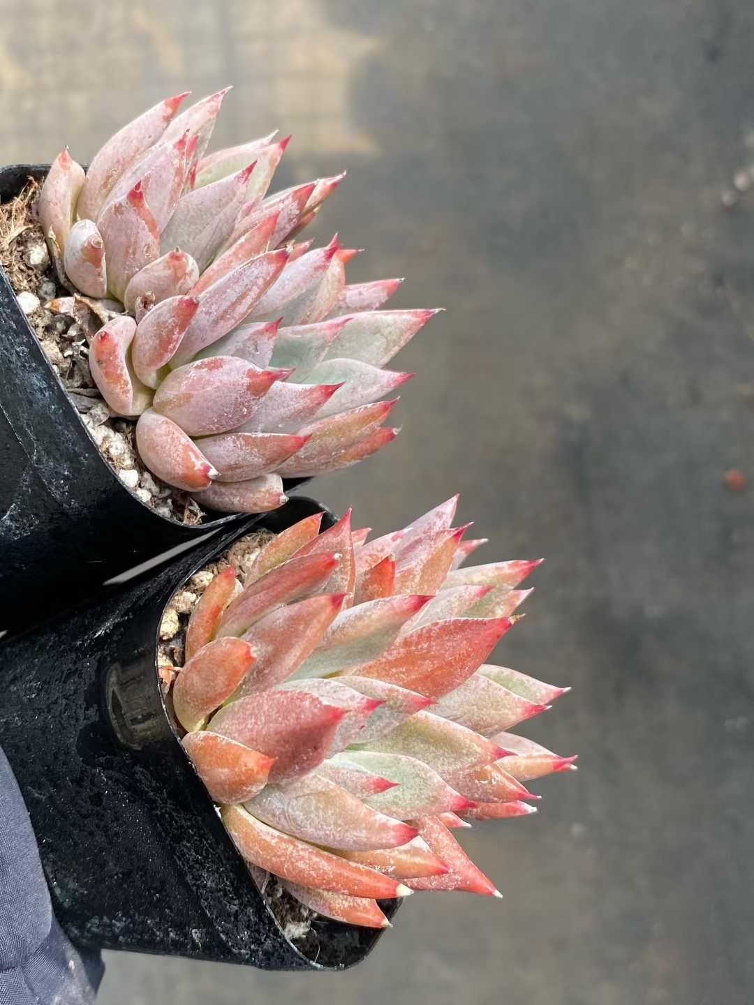 50株 ドゥカティ 多肉植物 エケベリア セダム アエオニウム グラプトペタルム 韓国苗 寄せ植え MY 810