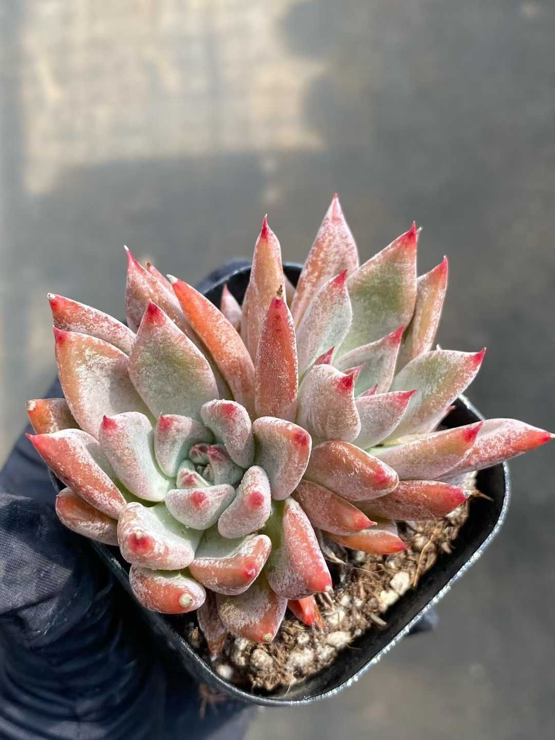 50株×ドゥカティ 多肉植物 エケベリア セダム アエオニウム グラプトペタルム 韓国苗 寄せ植え MY 810