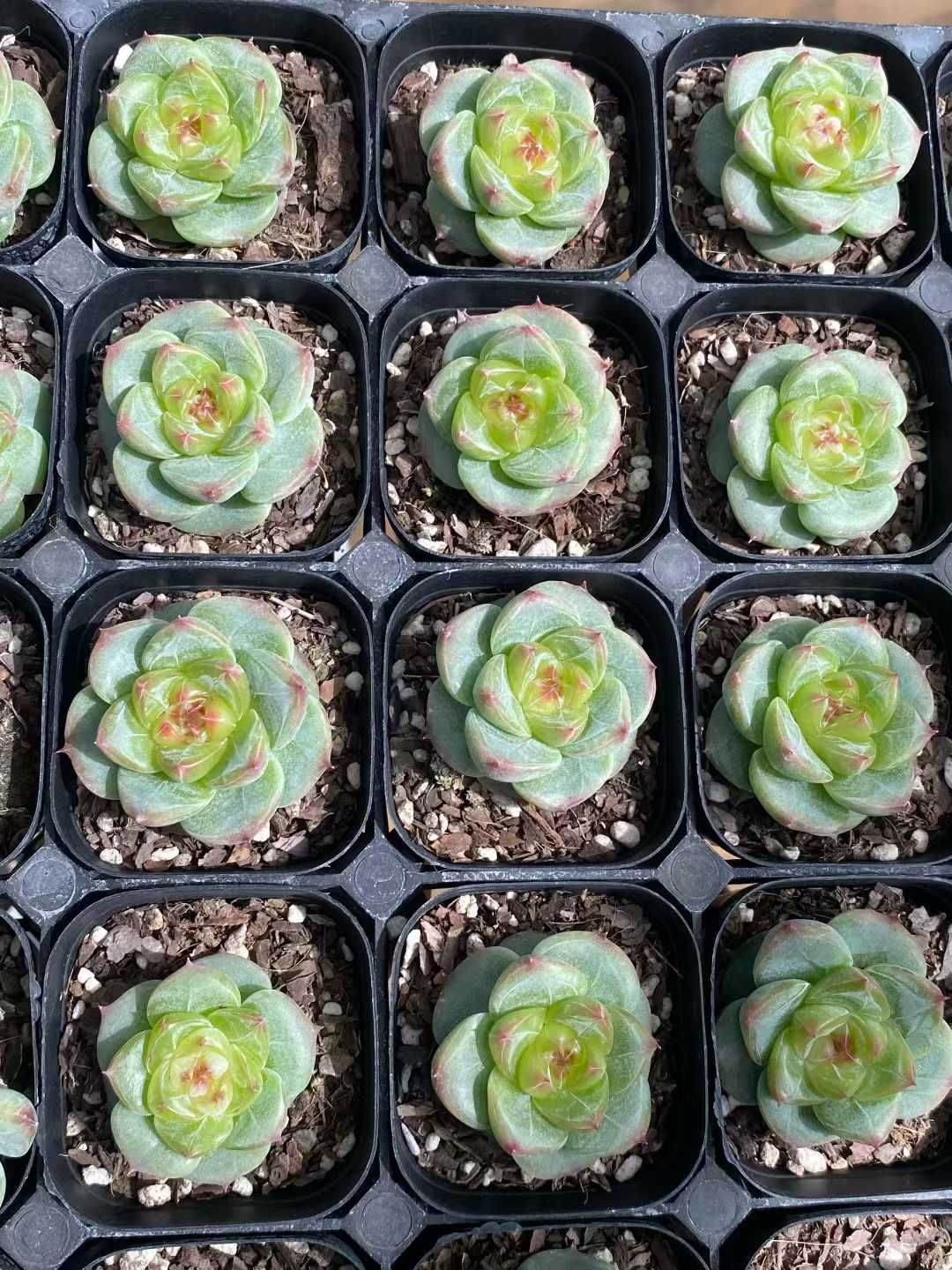 24株×グリーンボダイ 多肉植物 エケベリア セダム アエオニウム グラプトペタルム 韓国苗 寄せ植え MY 773