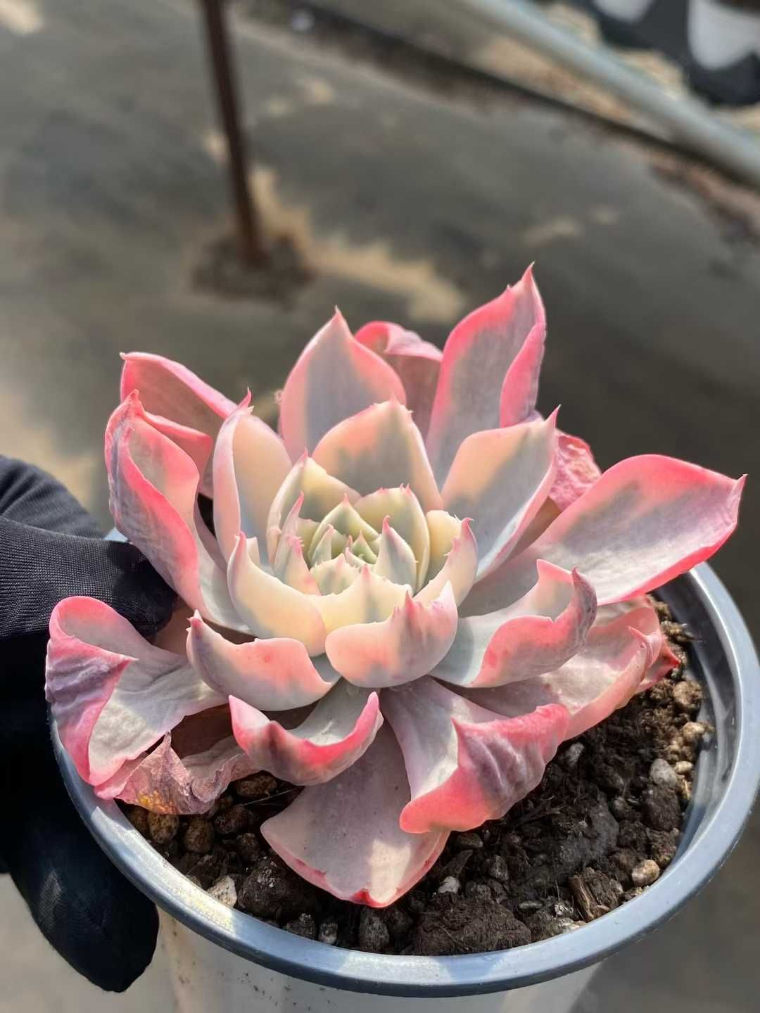 12株×アメセイニシキ 多肉植物 エケベリア セダム アエオニウム グラプトペタルム 韓国苗 寄せ植え MY 811