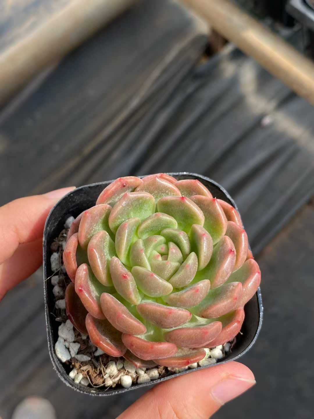 50株×タイヘイチョウ 多肉植物 エケベリア セダム アエオニウム グラプトペタルム 韓国苗 寄せ植え MY 814