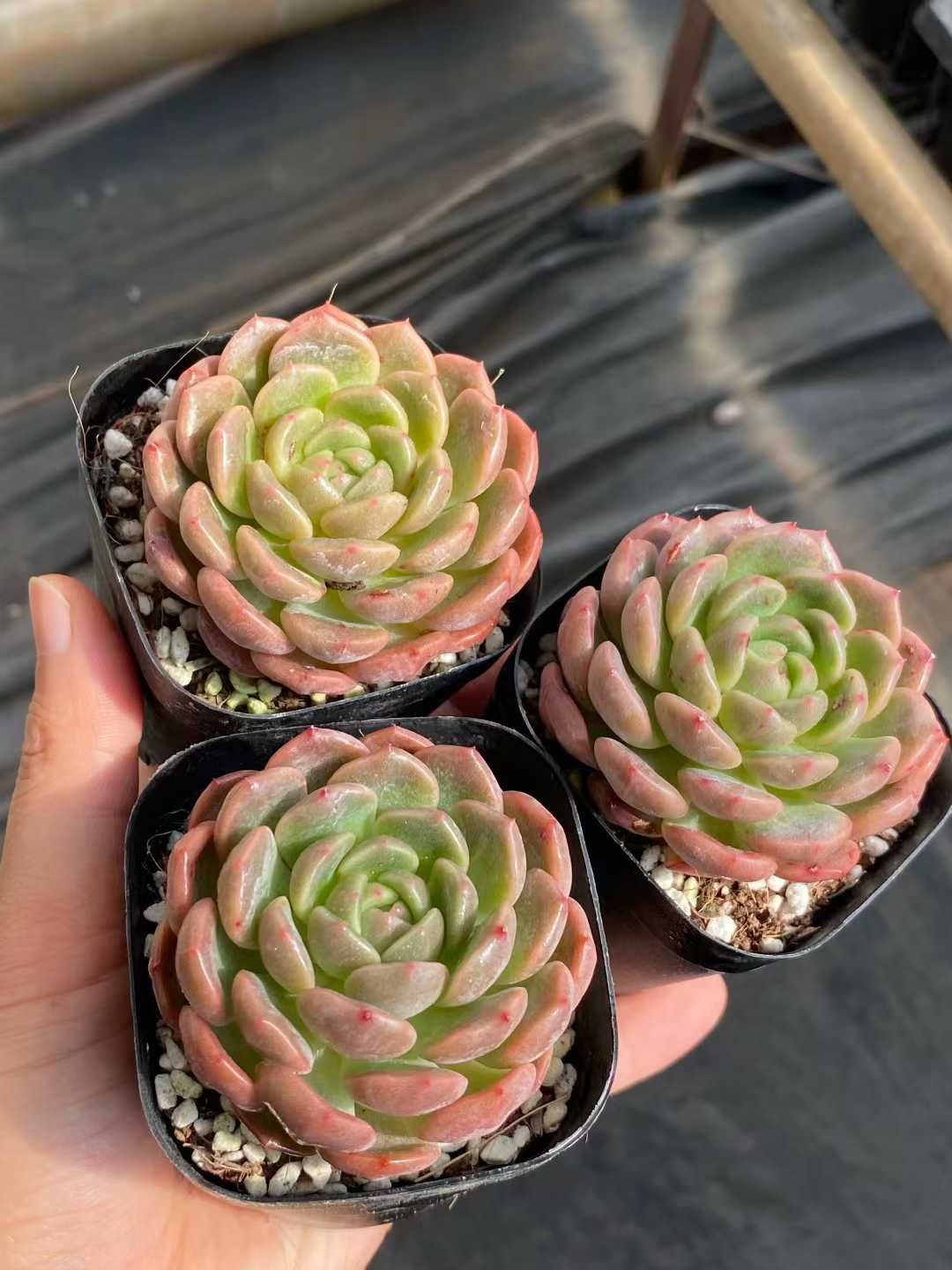 50株×タイヘイチョウ 多肉植物 エケベリア セダム アエオニウム グラプトペタルム 韓国苗 寄せ植え MY 814