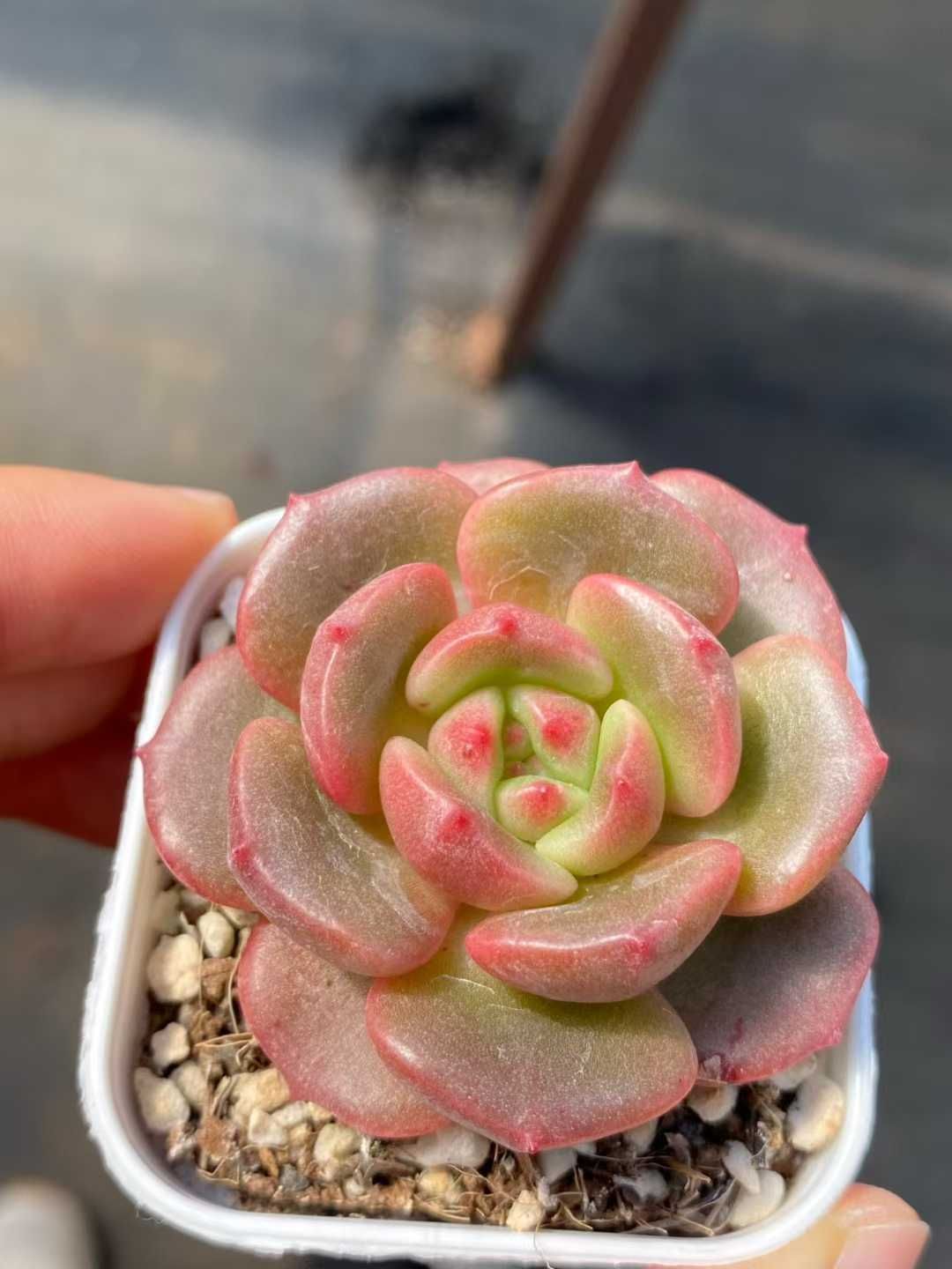 50株 ツボミ 多肉植物 エケベリア セダム アエオニウム グラプトペタルム 韓国苗 寄せ植え MY 816