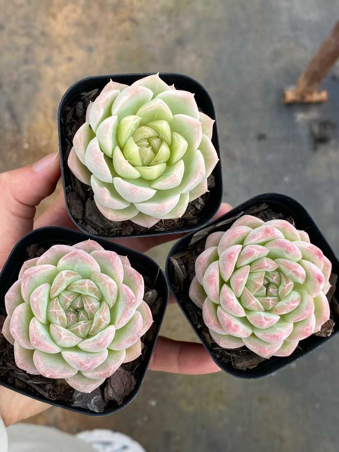 50株×スイガン 多肉植物 エケベリア セダム アエオニウム グラプトペタルム 韓国苗 寄せ植え MY 821