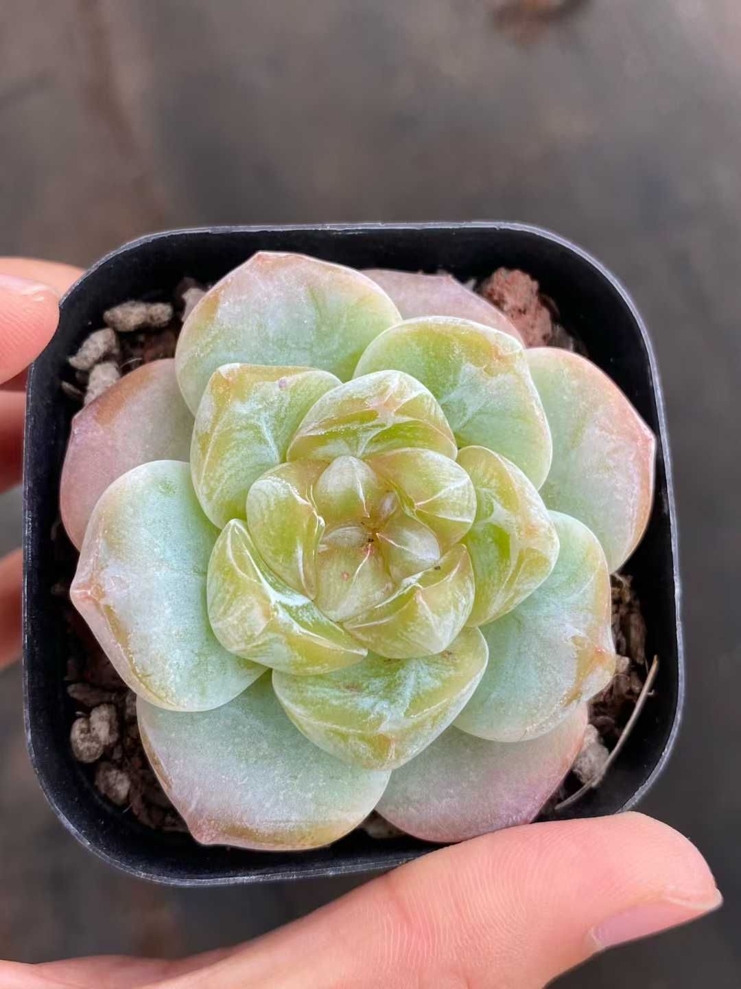 50株 コウム 多肉植物 エケベリア セダム アエオニウム グラプトペタルム 韓国苗 寄せ植え MY 823 その他多肉植物 観葉植物 フラワー ガーデニング