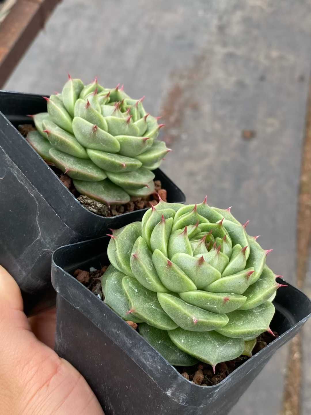 50株×カキリン 多肉植物 エケベリア セダム アエオニウム グラプトペタルム 韓国苗 寄せ植え MY 824