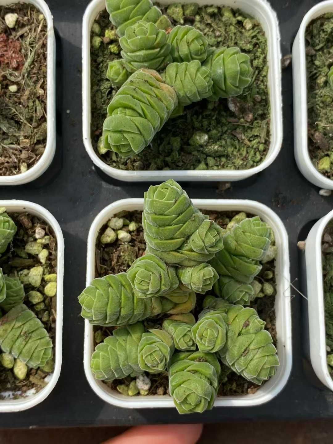 50株×ビロードタワー 多肉植物 エケベリア セダム アエオニウム グラプトペタルム 韓国苗 寄せ植え MY 798