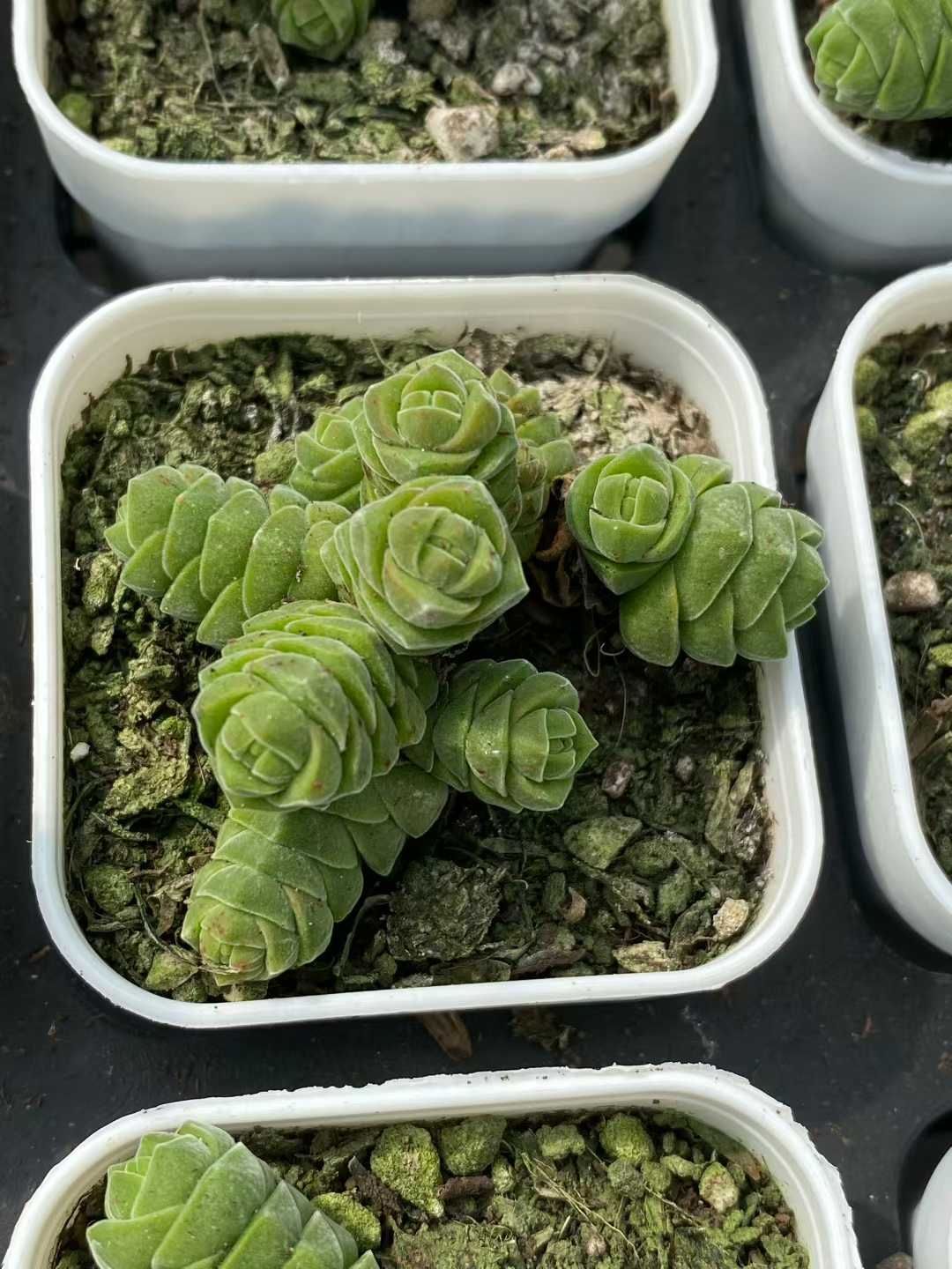 50株×ビロードタワー 多肉植物 エケベリア セダム アエオニウム グラプトペタルム 韓国苗 寄せ植え MY 798