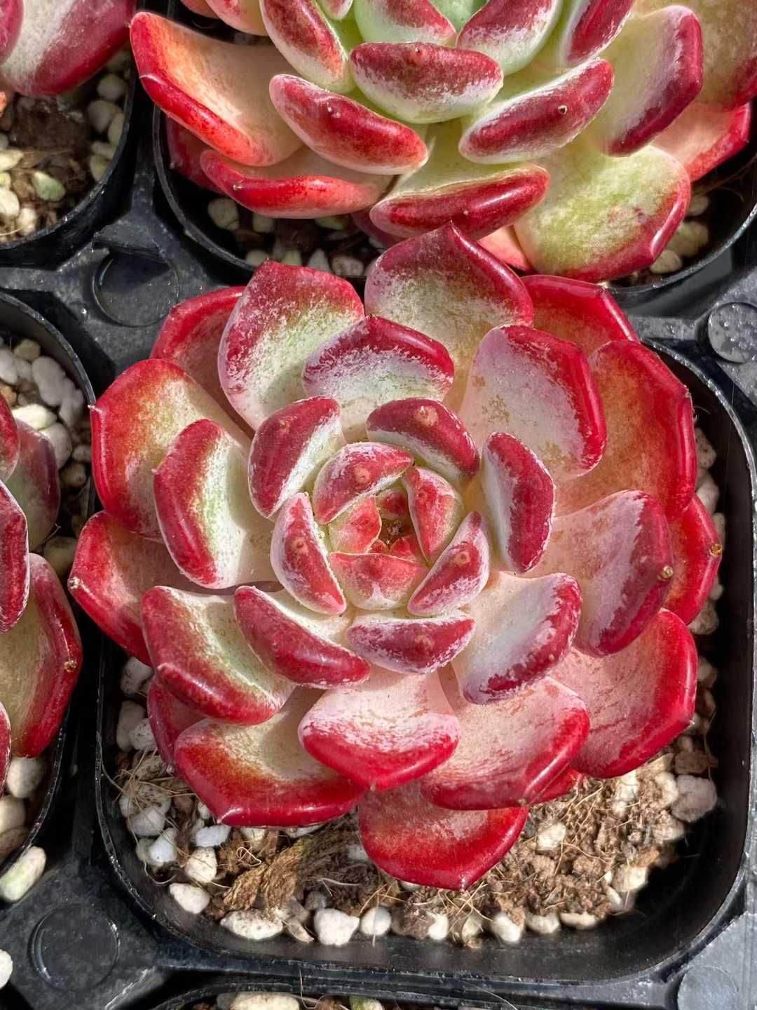 24株×ウェンジン 多肉植物 エケベリア セダム アエオニウム グラプトペタルム 韓国苗 寄せ植え MY 803