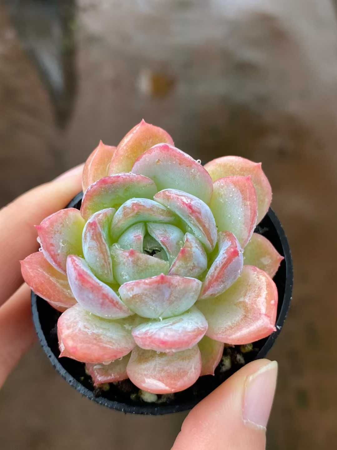 50株×シシリーザツ 多肉植物 エケベリア セダム アエオニウム グラプトペタルム 韓国苗 寄せ植え MY 827