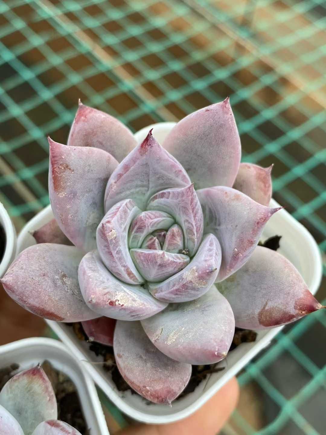 50株 カローラ 多肉植物 エケベリア セダム アエオニウム グラプトペタルム 韓国苗 寄せ植え MY 828