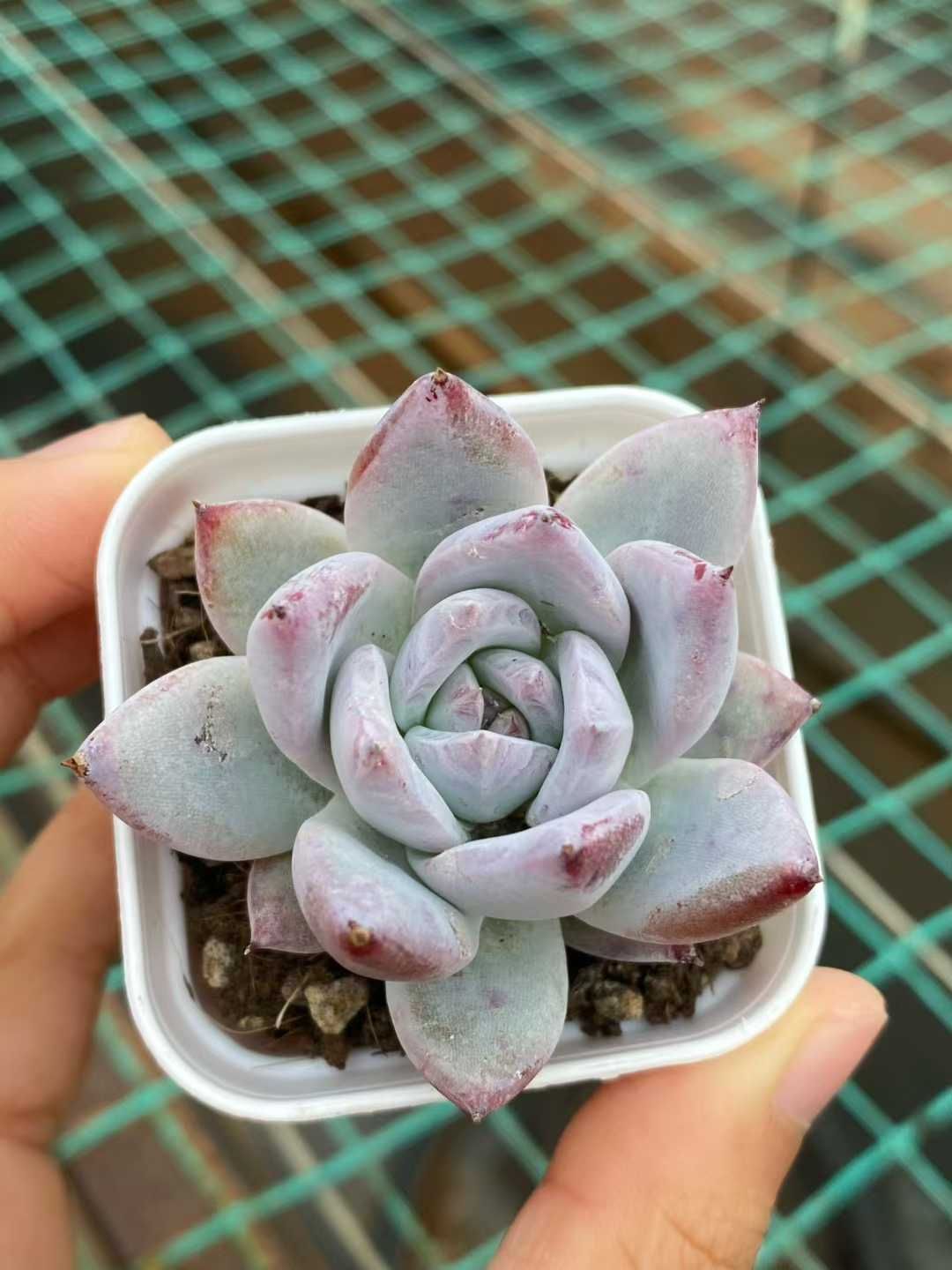 50株×カローラ 多肉植物 エケベリア セダム アエオニウム グラプトペタルム 韓国苗 寄せ植え MY 828