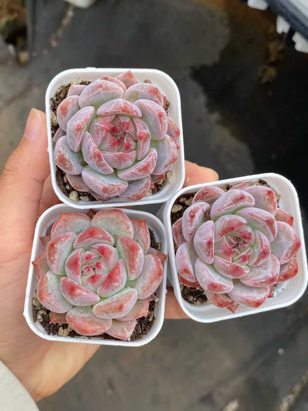 50株×アンモン 多肉植物 エケベリア セダム アエオニウム グラプトペタルム 韓国苗 寄せ植え MY 830