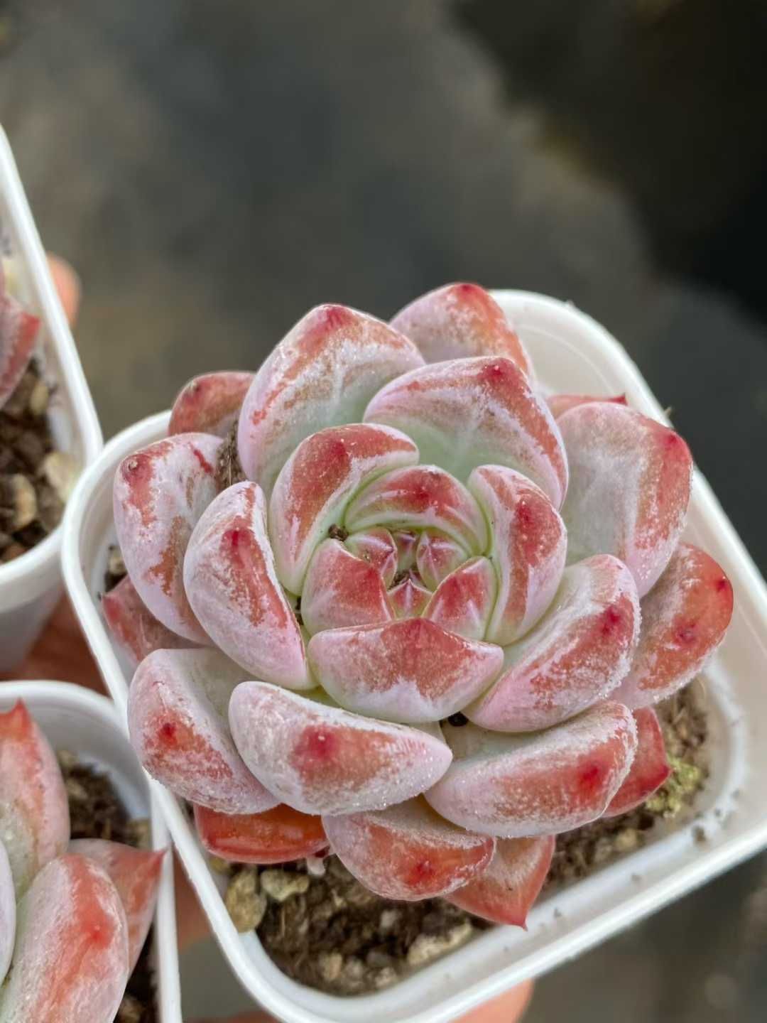 50株 アンモン 多肉植物 エケベリア セダム アエオニウム グラプトペタルム 韓国苗 寄せ植え MY 830